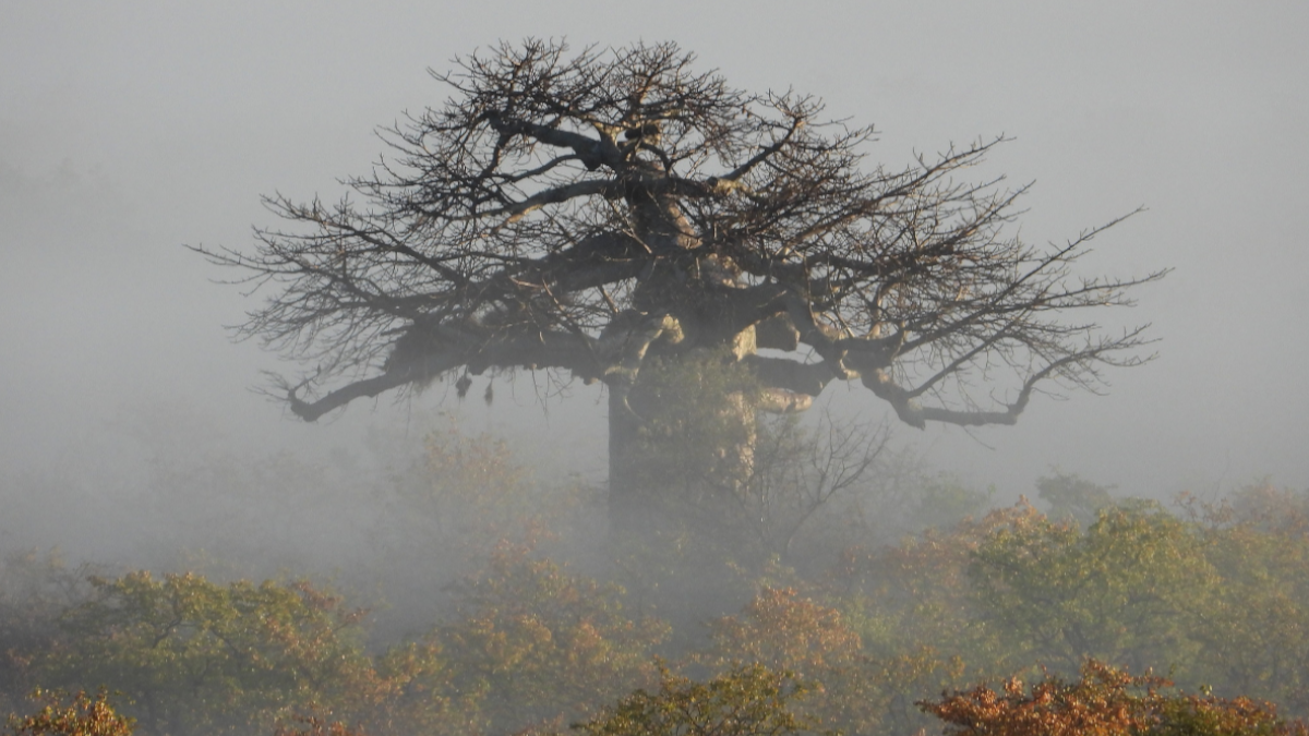 Baobab Tree