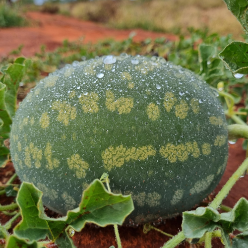 Kalahari Melon Seed Oil