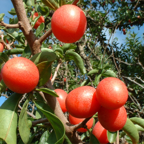Ximenia Oil